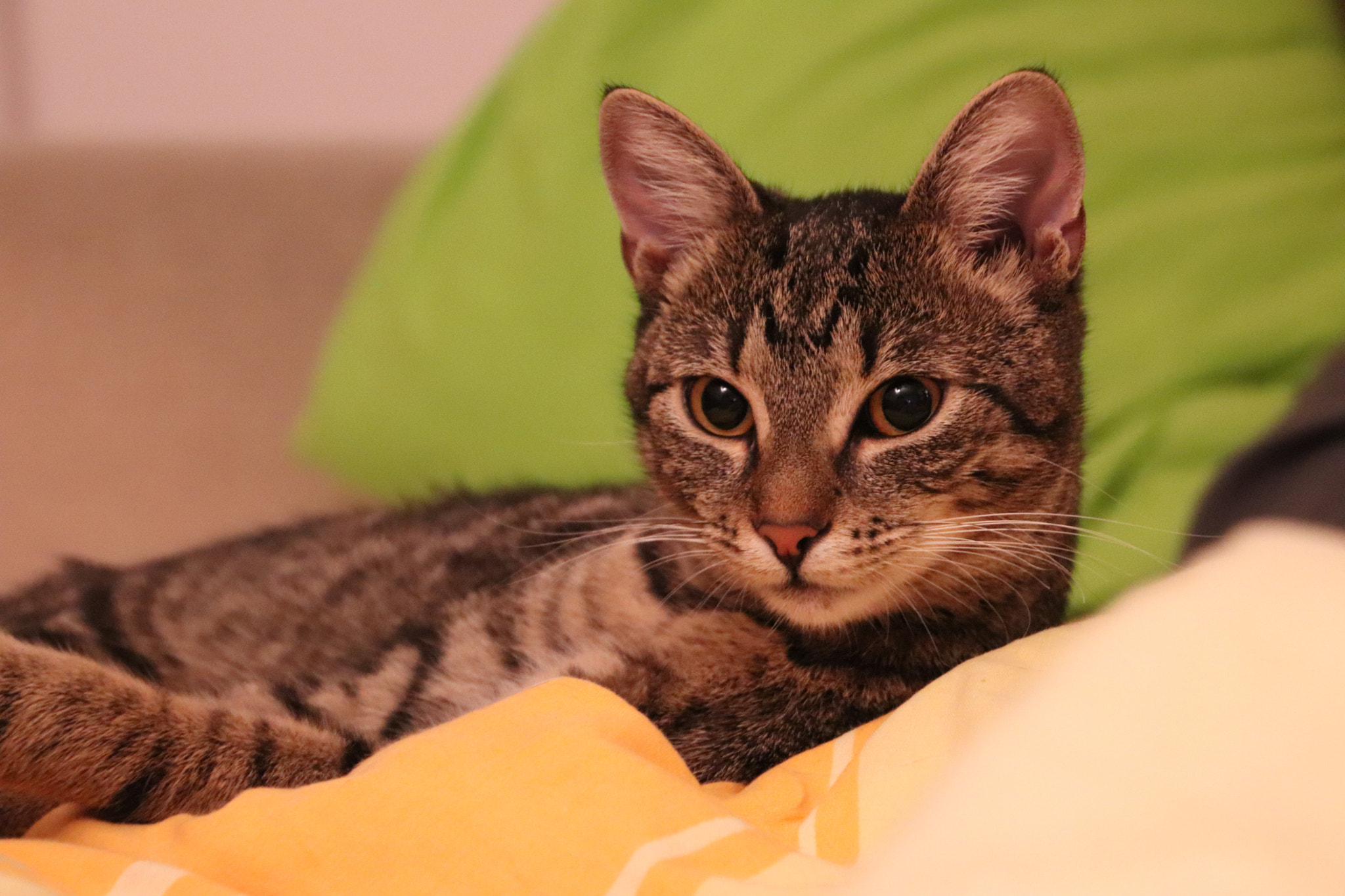 Canon EOS 77D (EOS 9000D / EOS 770D) sample photo