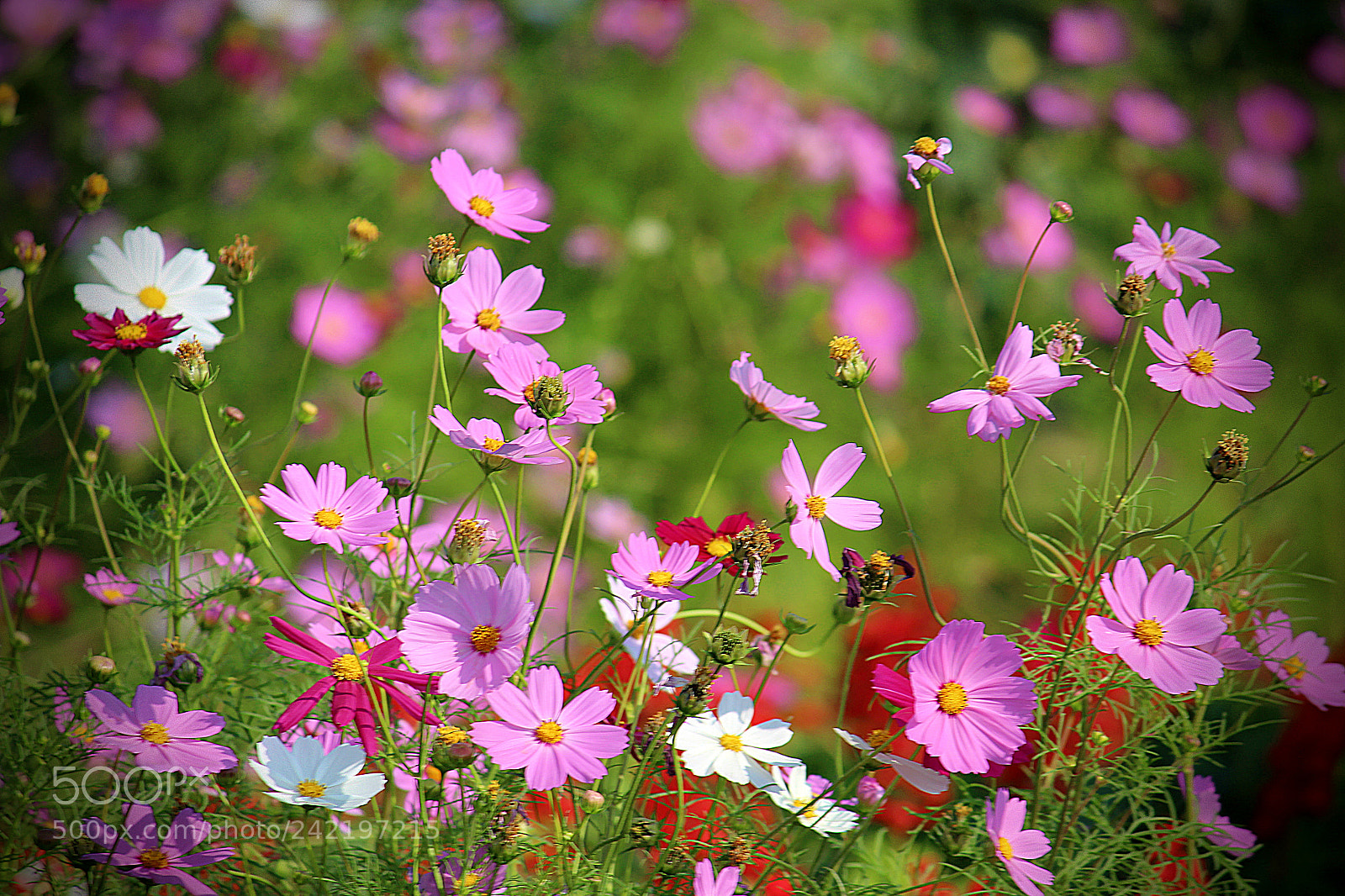 Canon EF-S 55-250mm F4-5.6 IS II sample photo. Flowers - cosmos bipinnatus... photography