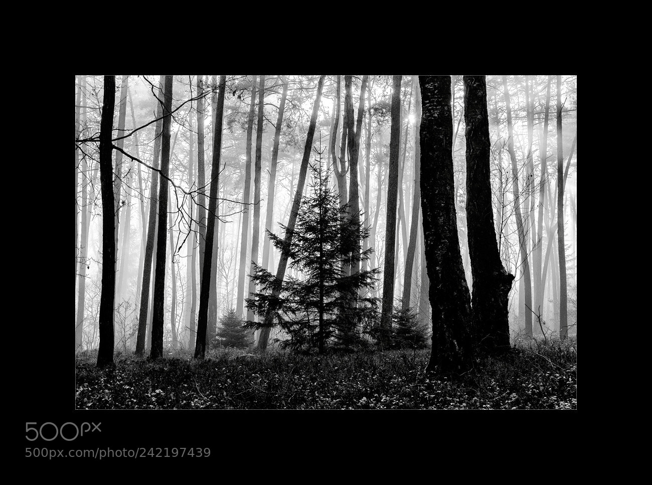 Sony a7 II sample photo. Foggy photography