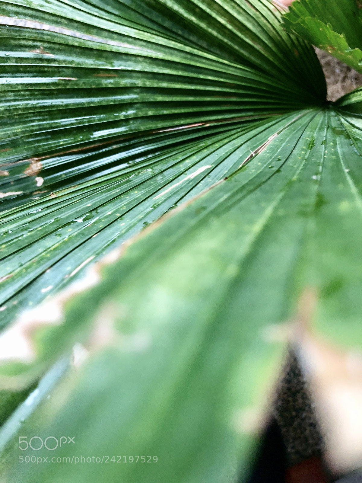 Apple iPhone 8 sample photo. Tropical delight photography