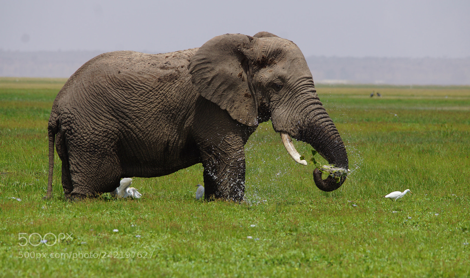 Sony SLT-A65 (SLT-A65V) sample photo. Elephant in amboseli photography