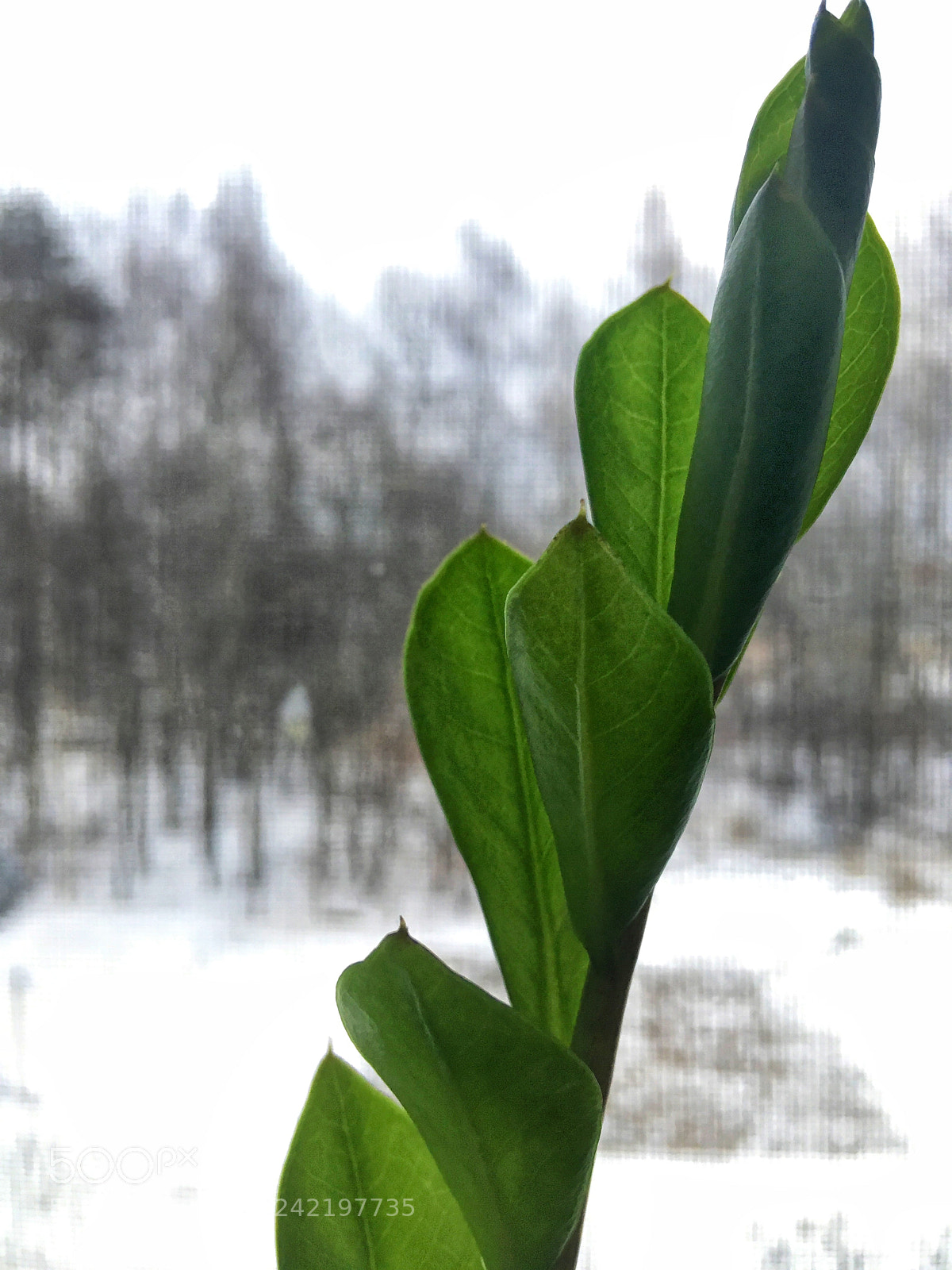 Apple iPhone SE sample photo. Untitled photography