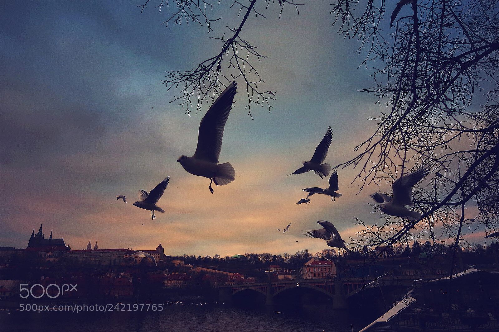 Canon PowerShot G7 X Mark II sample photo. Birds in prague photography