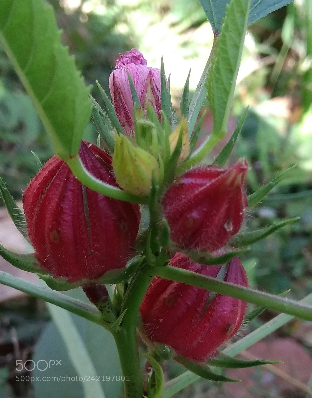 Xiaomi MI MAX sample photo. Fruits of hibiscus sabdariffa photography