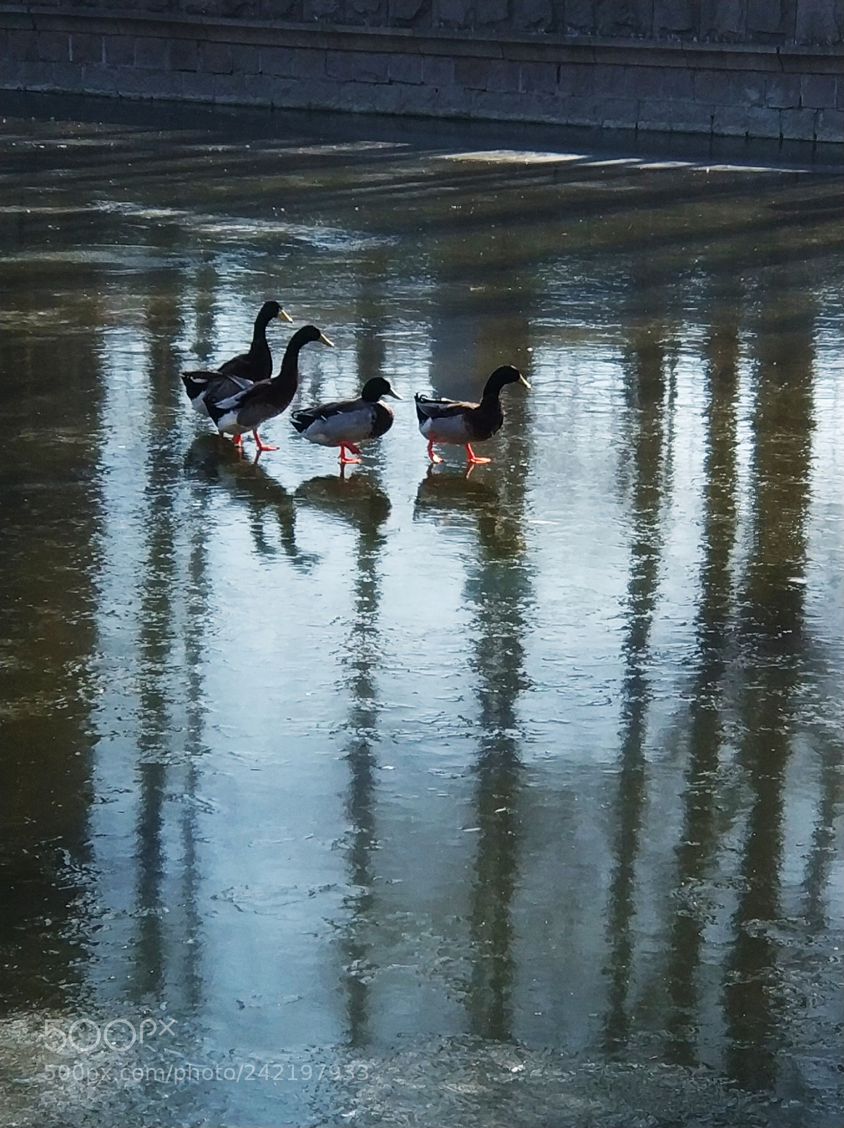 Xiaomi MI6 sample photo. 鸭子走在冰面上 photography