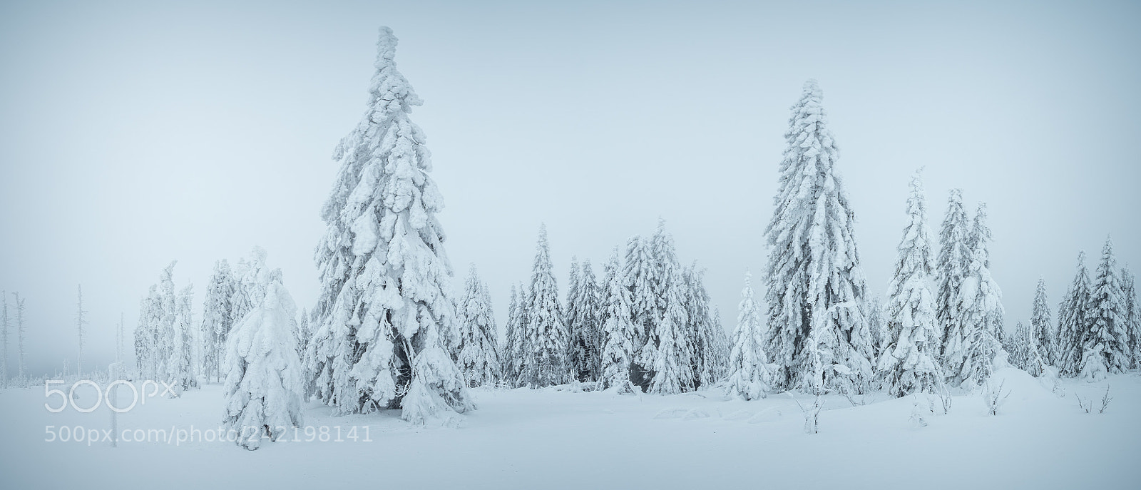 Olympus OM-D E-M1 Mark II sample photo. Whiteout photography