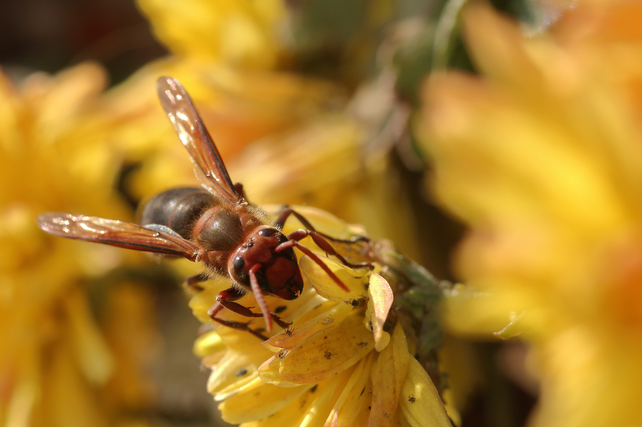 Canon EF 100mm F2.8L Macro IS USM sample photo. King hornet photography