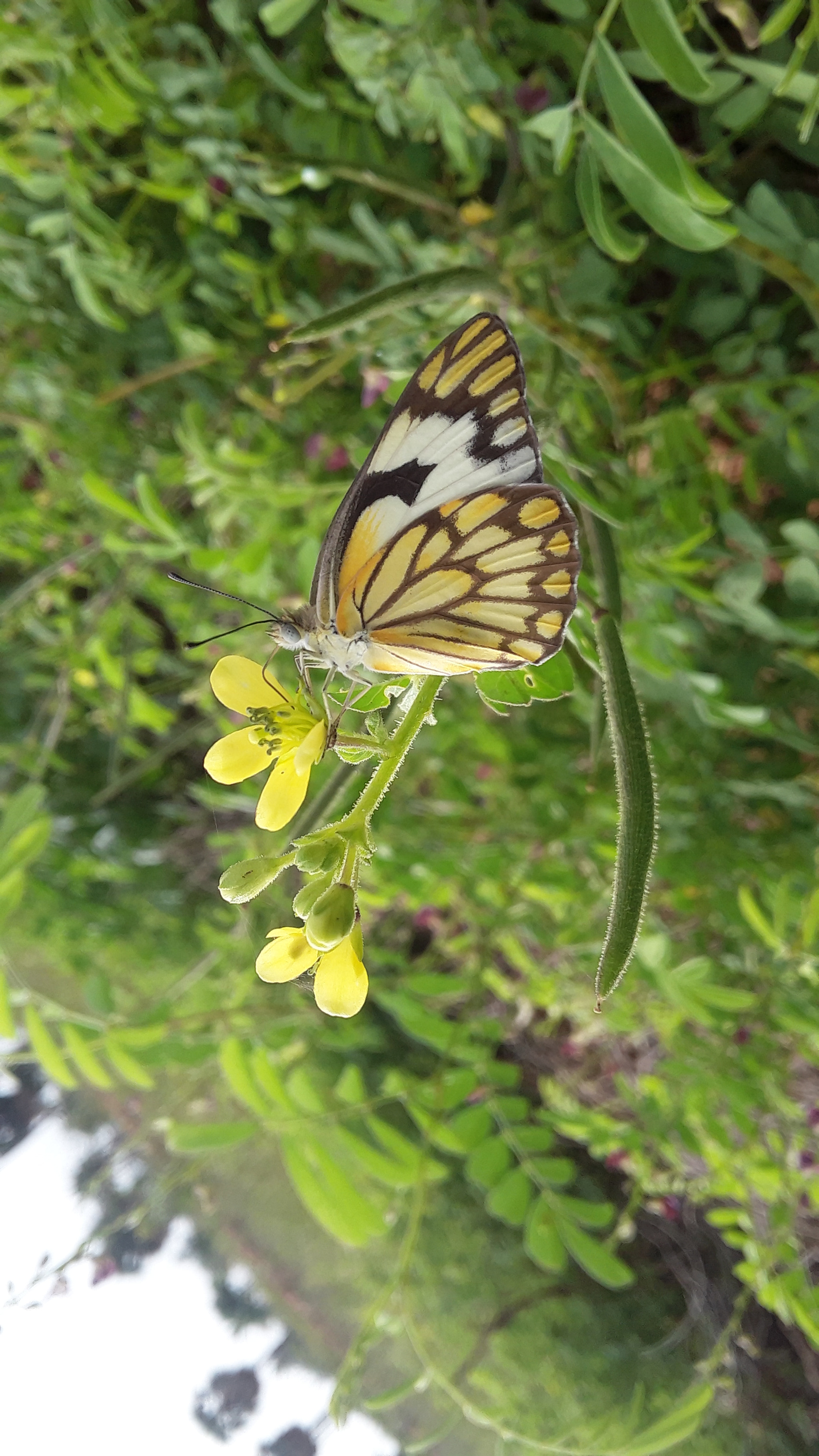 Samsung Galaxy On5 sample photo. Butterfly with flower👉mobile capture photography