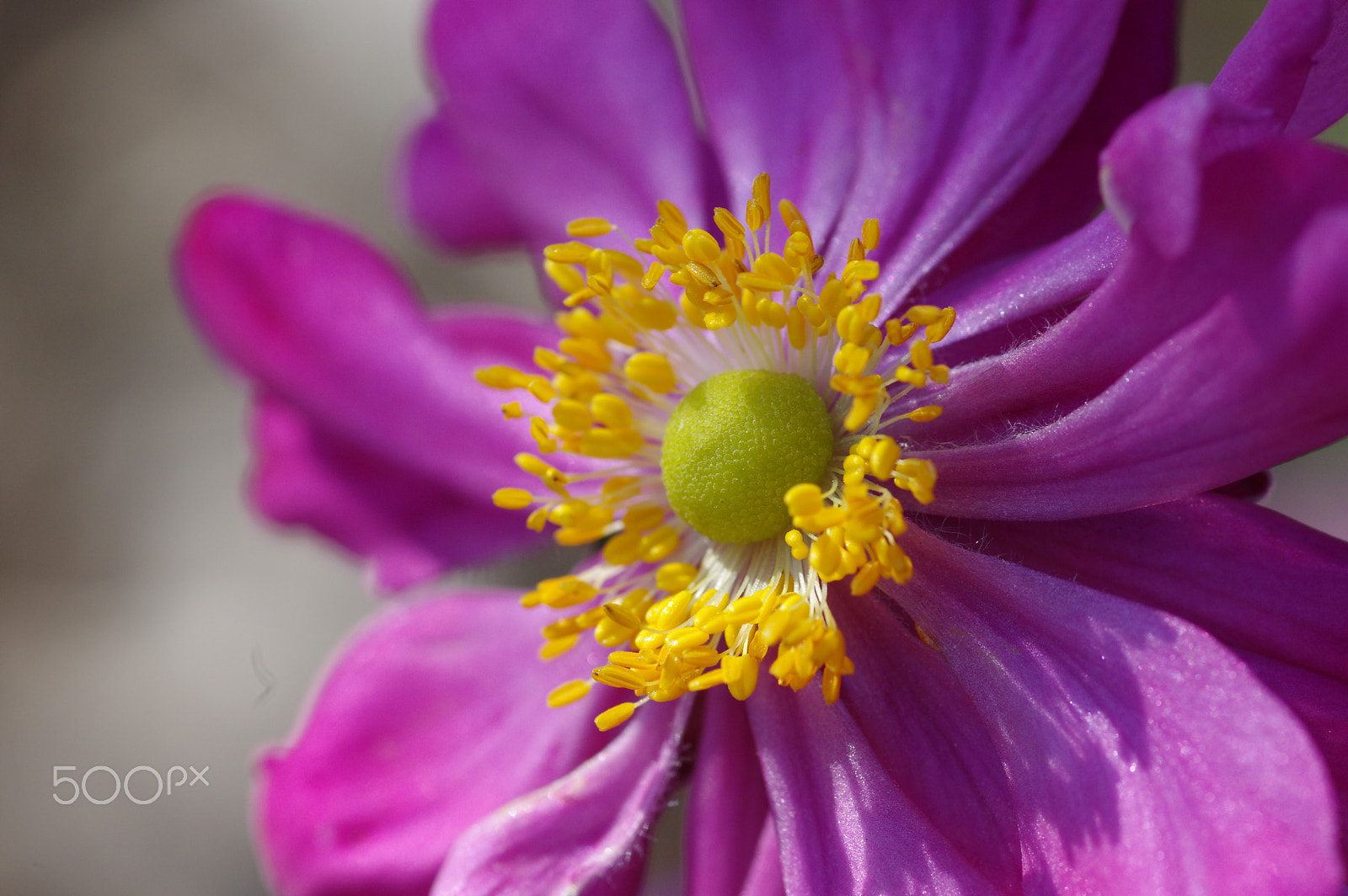 Pentax smc D-FA 100mm F2.8 Macro WR sample photo. Anémone photography