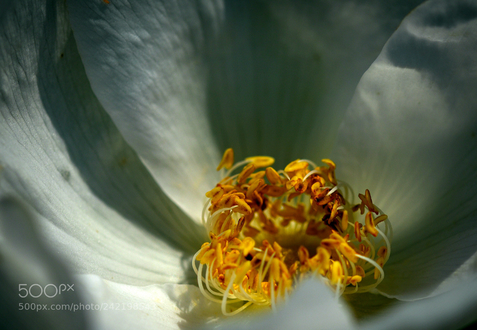 Nikon D5500 sample photo. Let the sunshine in photography