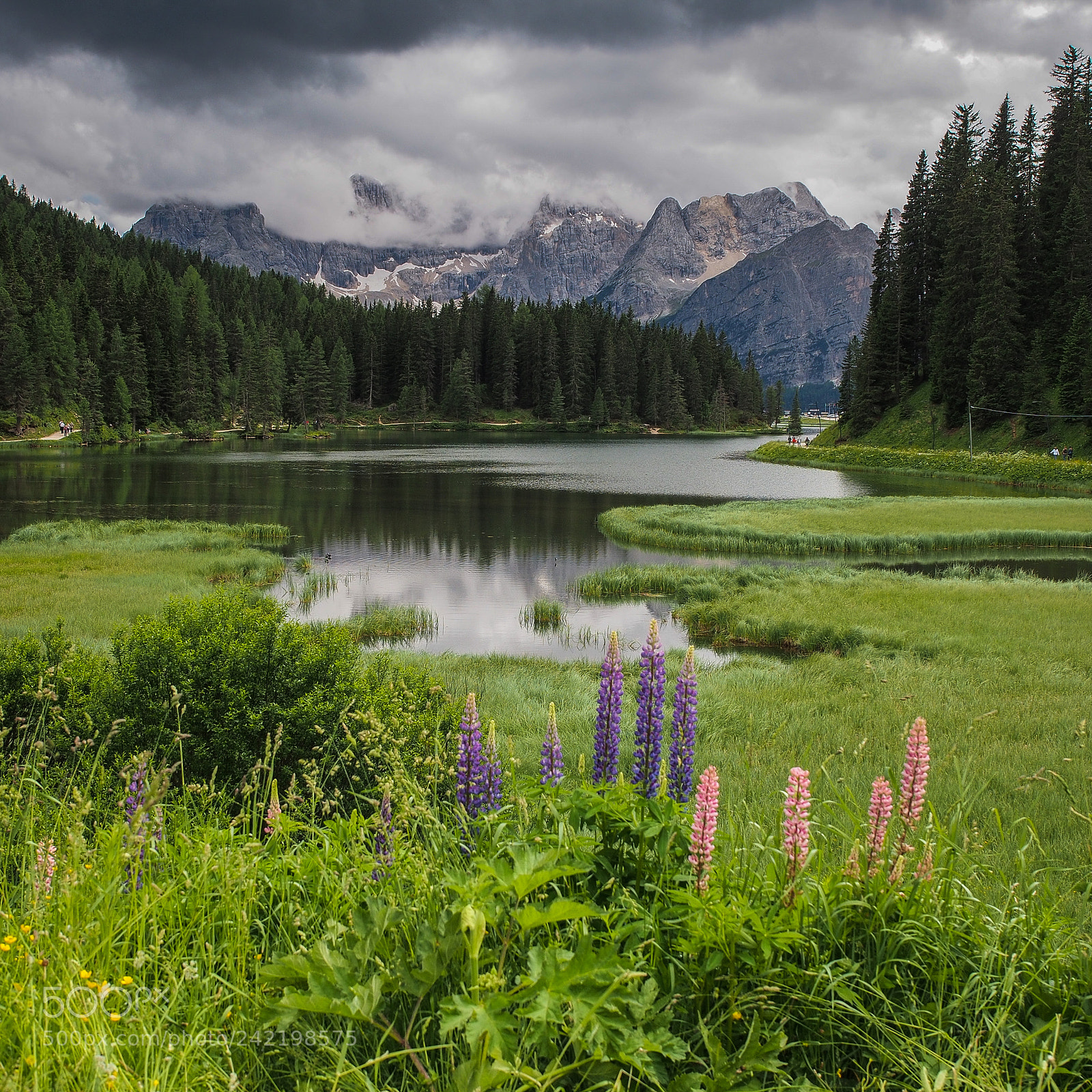 Olympus OM-D E-M5 sample photo. Dolomite’s flowers photography