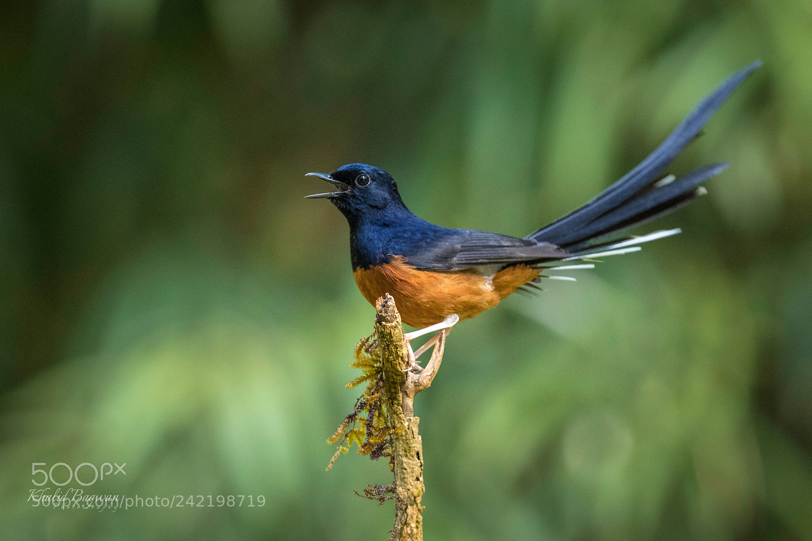 Canon EOS 7D Mark II sample photo. White-rumped shama photography