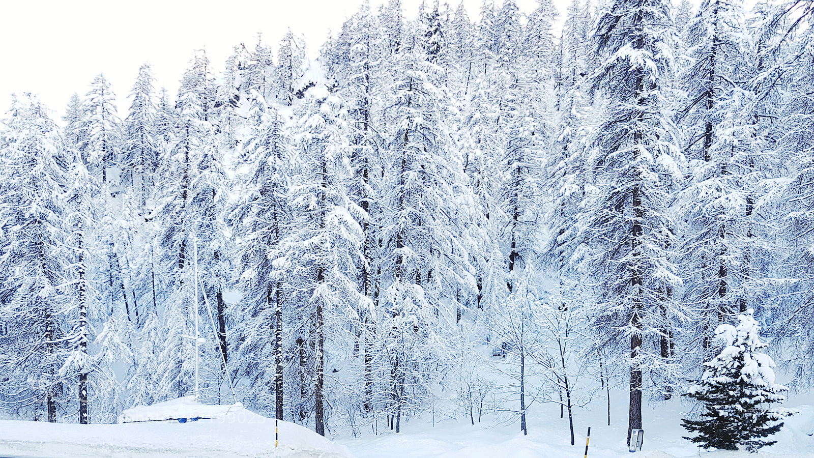 Samsung Galaxy S8 sample photo. White forest photography