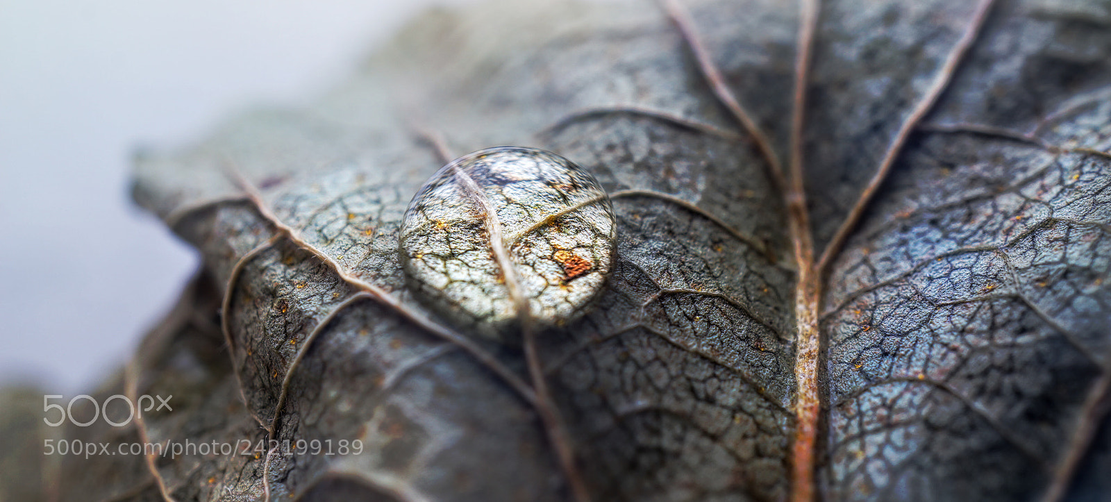 Sony Alpha NEX-5R sample photo. Капля | drop photography
