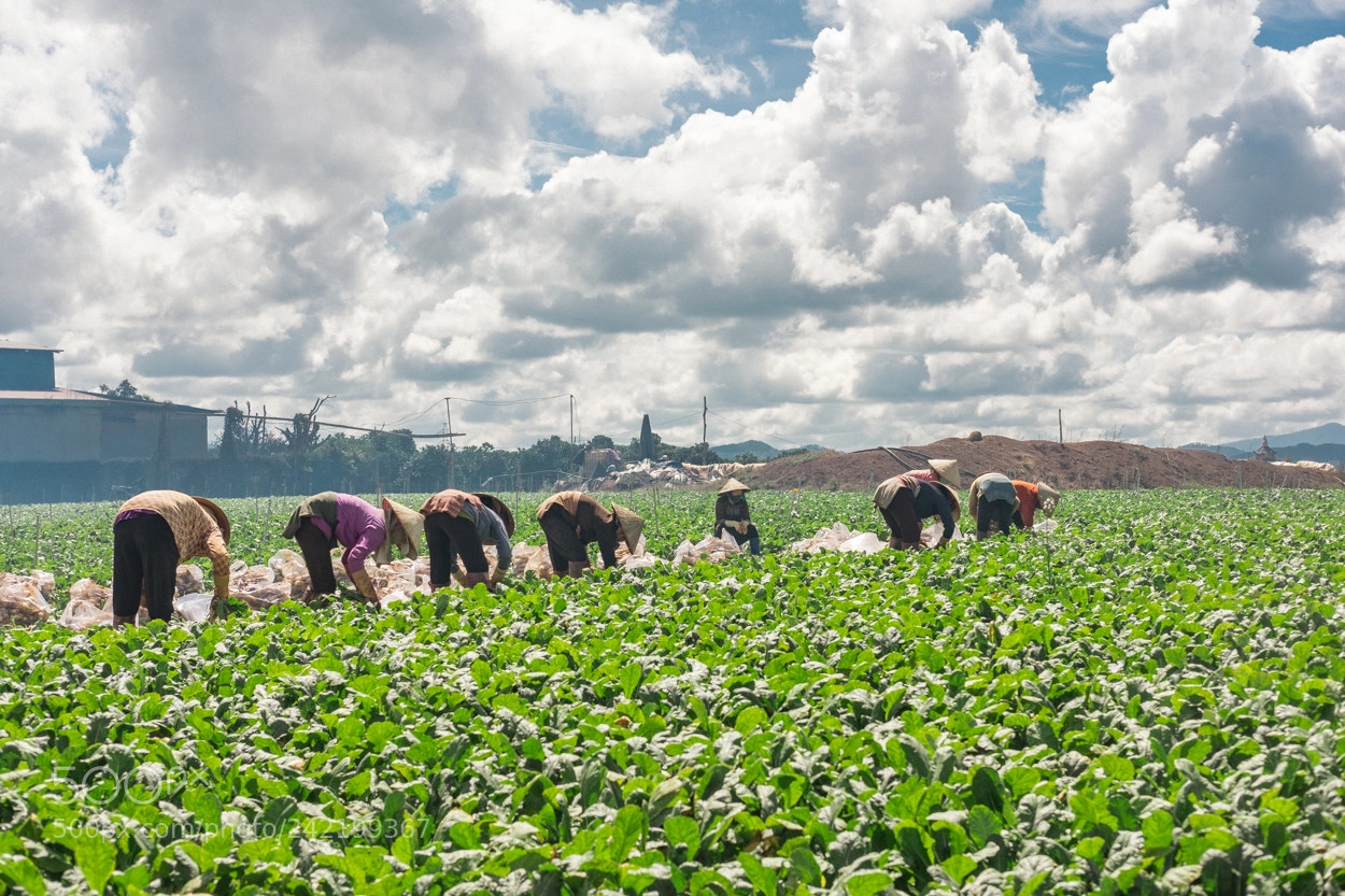 Fujifilm X-T20 sample photo. Vietnamese harvest photography