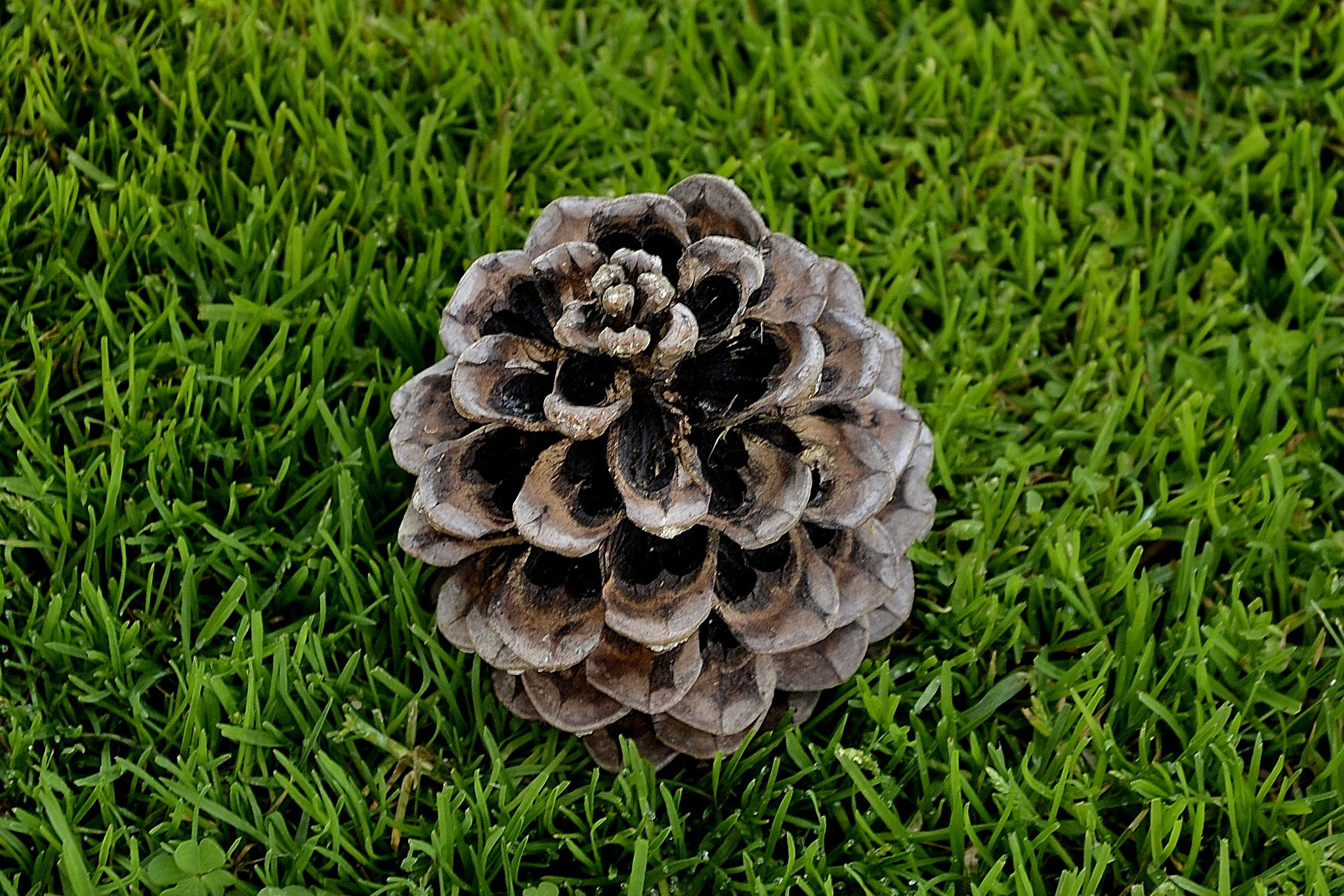 Nikon D3100 sample photo. Estampat d'estiu. photography
