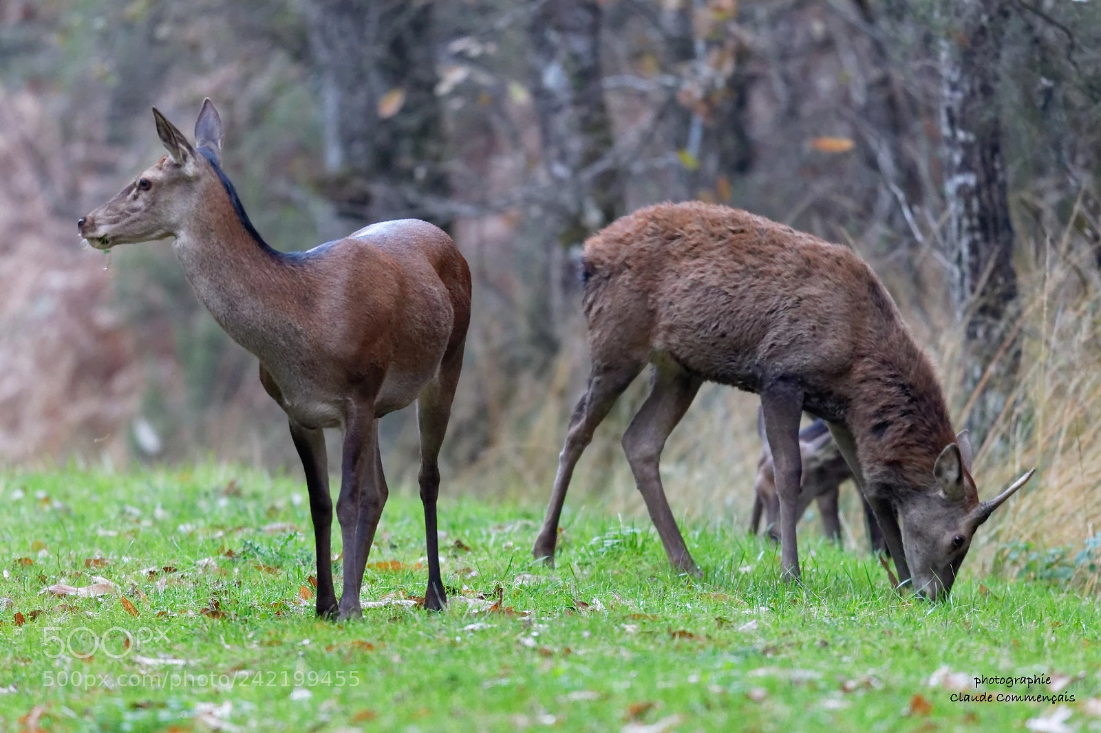 Canon EOS 7D Mark II sample photo. Jeune cerf et biche photography