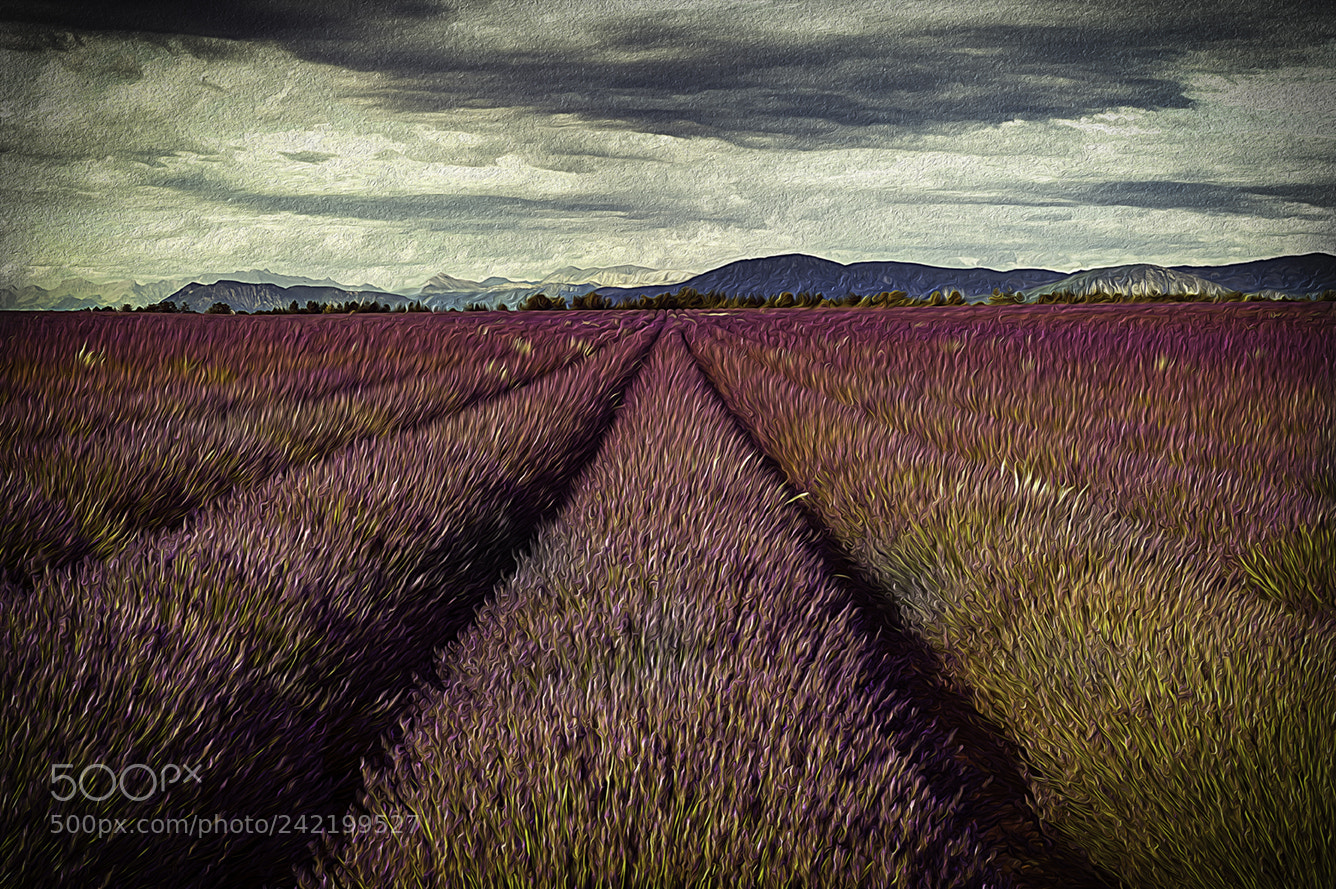 Nikon D700 sample photo. Valensole photography