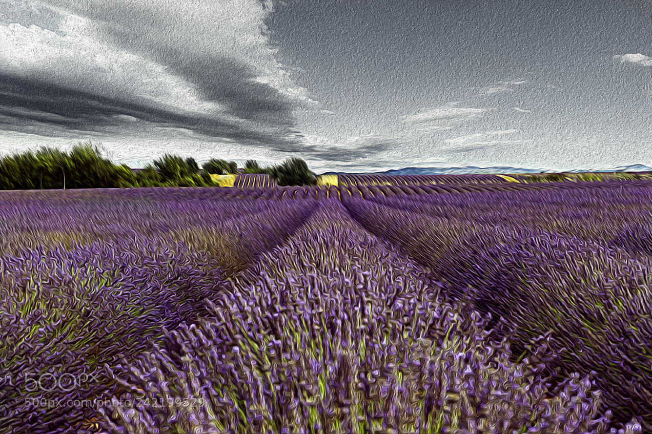 Nikon D700 sample photo. Valensole photography