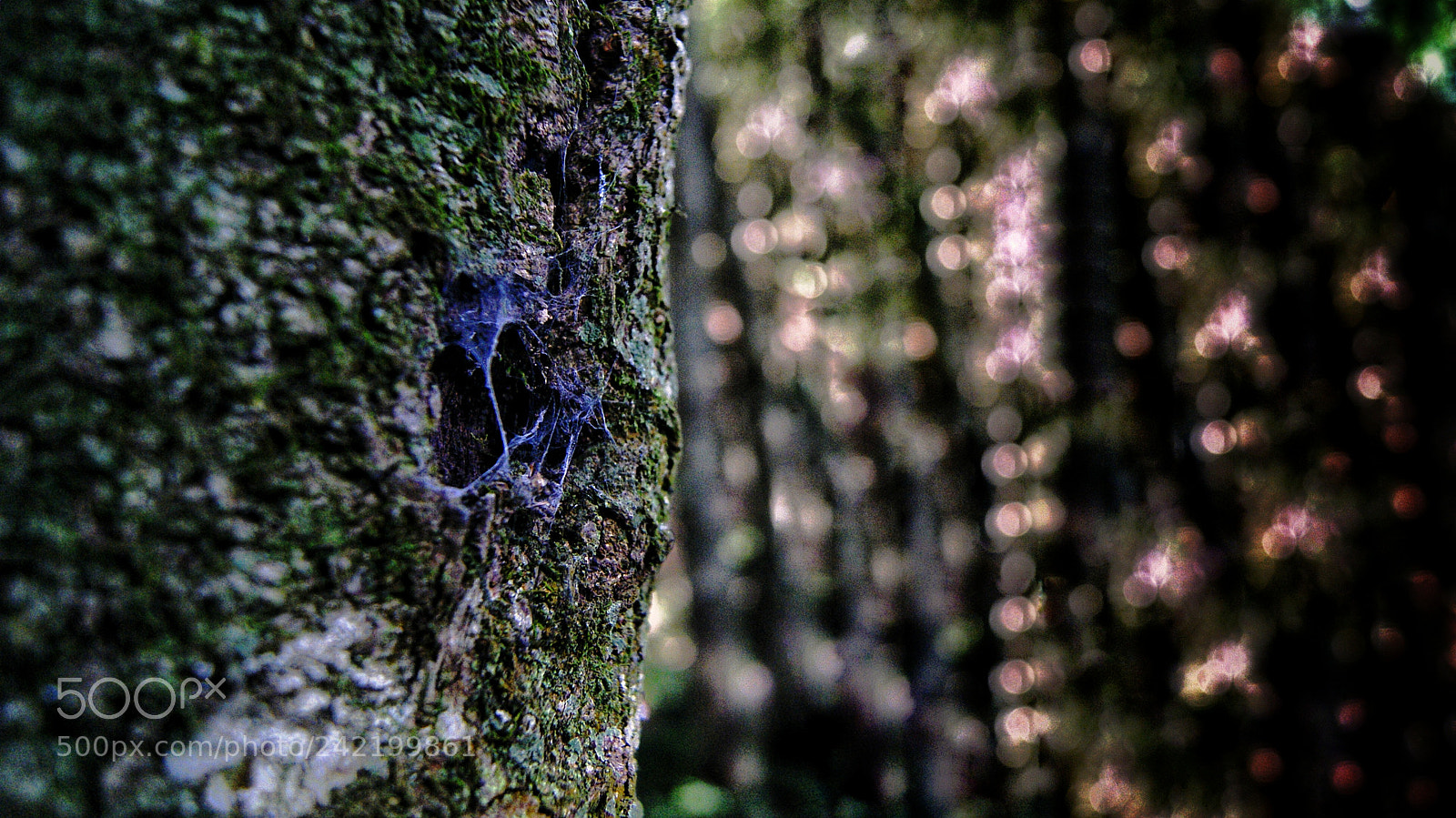 Sony Alpha DSLR-A230 sample photo. Behind the woods! photography