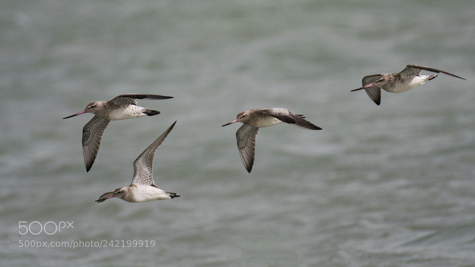 Nikon D500 sample photo. Bar-tailed godwits photography
