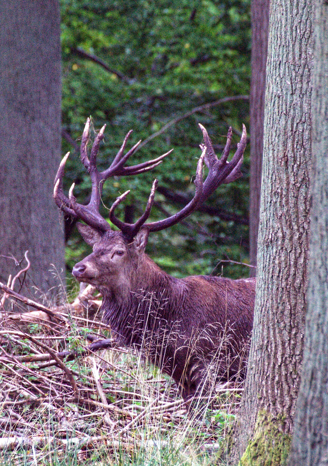 Sony SLT-A58 sample photo. King of the woods photography