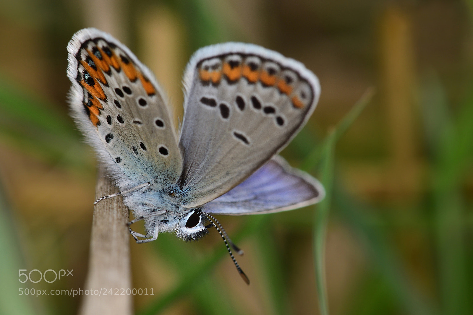 Nikon D500 sample photo. Butterfly photography