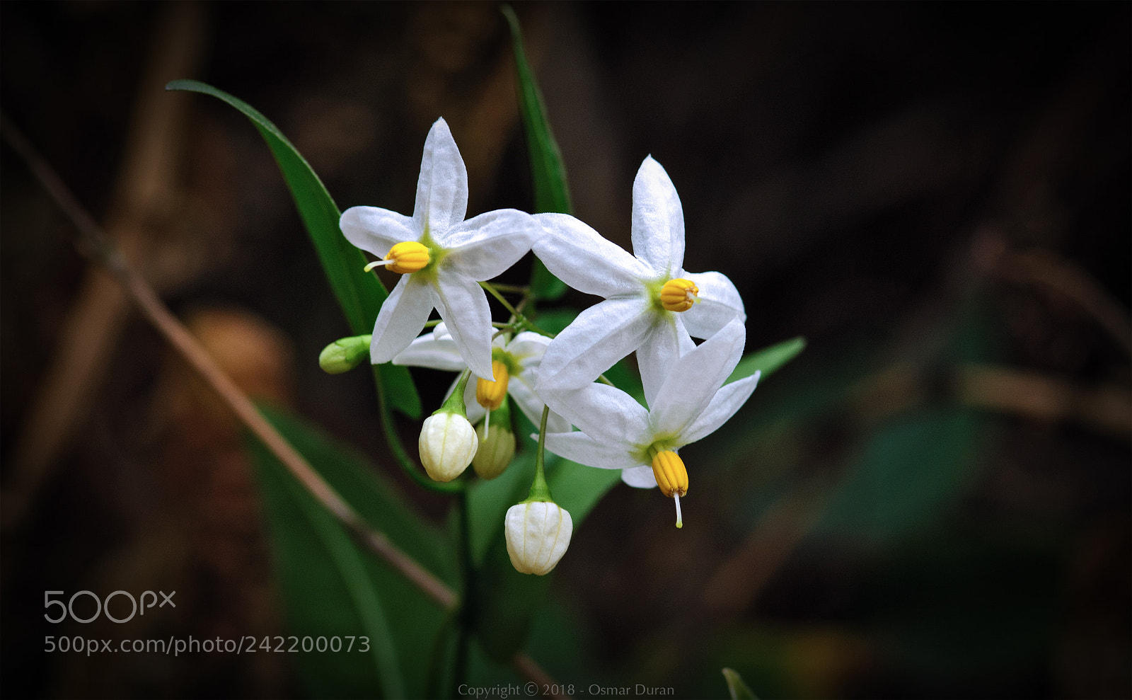 Nikon D200 sample photo. Little white flowers photography