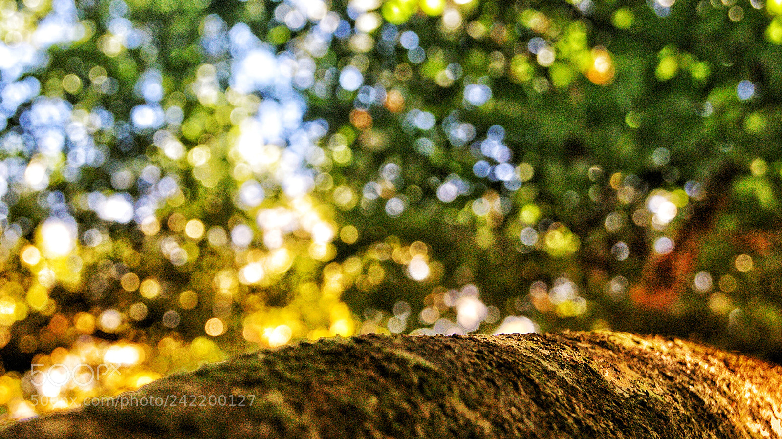 Sony Alpha DSLR-A230 sample photo. In the woods! photography