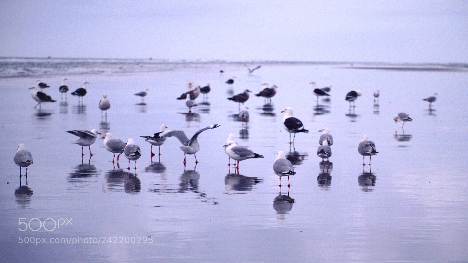 Olympus E-300 (EVOLT E-300) sample photo. Seagulls on the beach photography