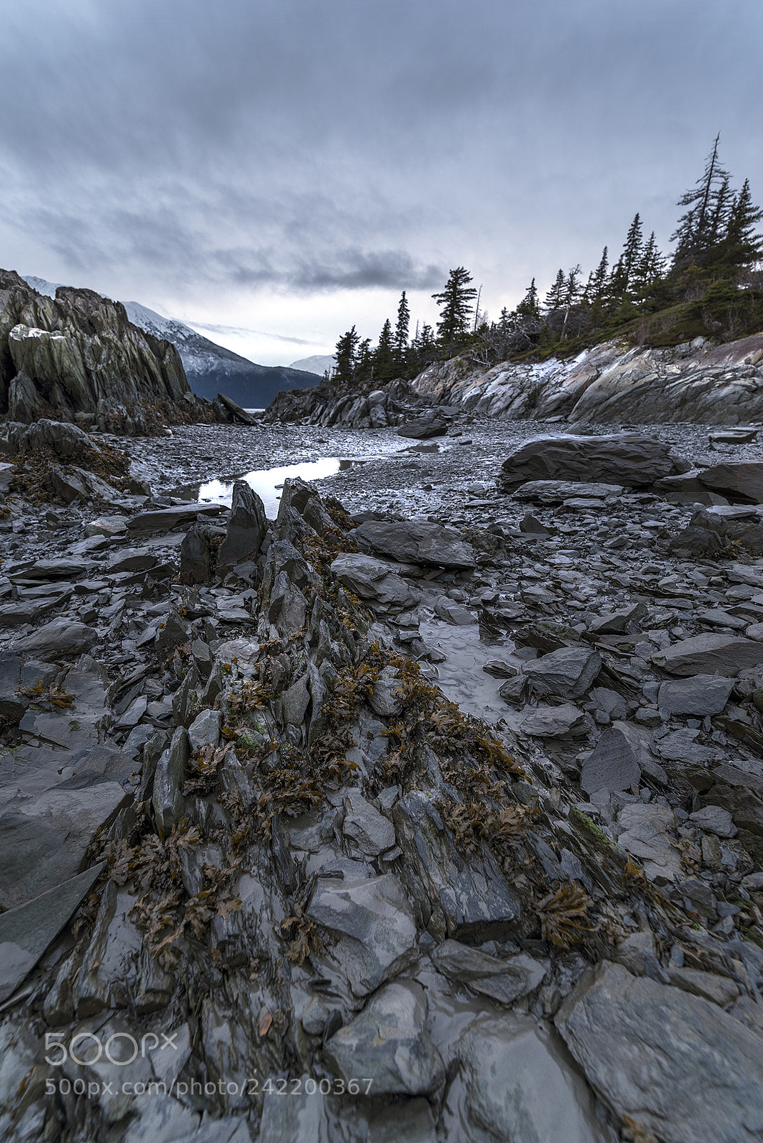 Pentax K-1 sample photo. Seaweed & spruce photography