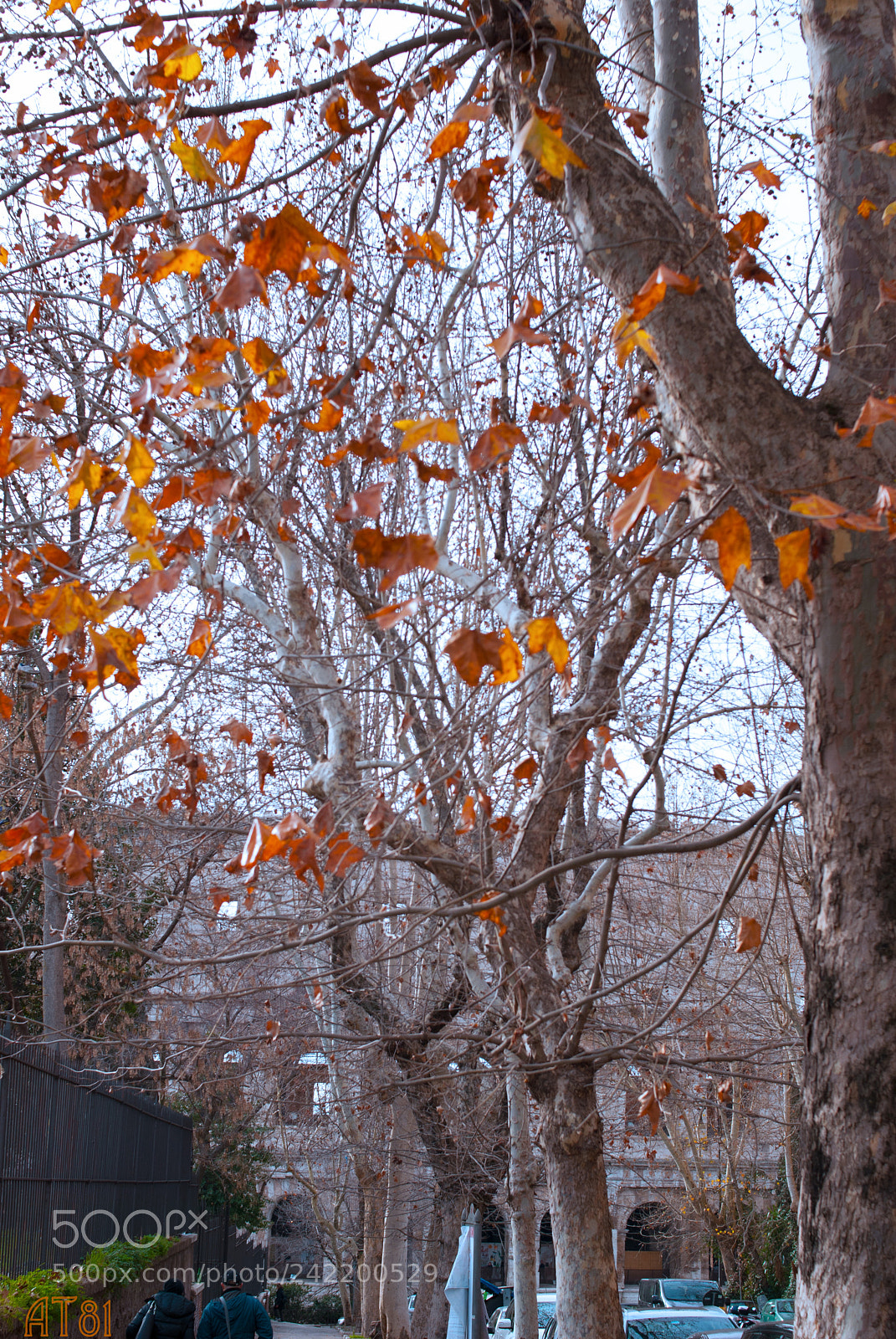 Nikon D80 sample photo. Winter at the colosseum photography