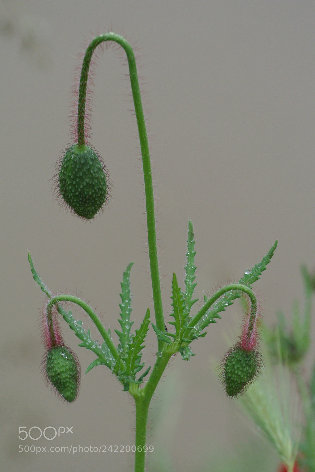 Nikon 1 V1 sample photo. Bud. photography