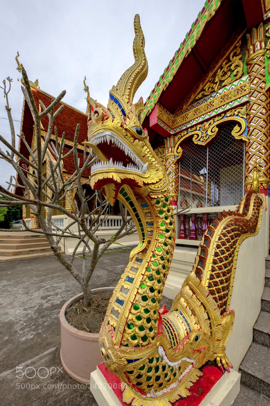 Nikon D850 sample photo. Dragon photography