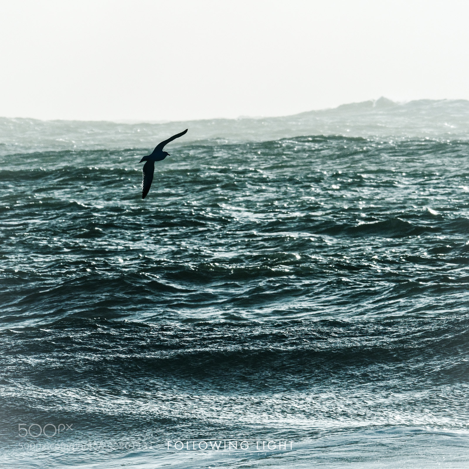 Olympus OM-D E-M1 Mark II sample photo. A moment in flight photography