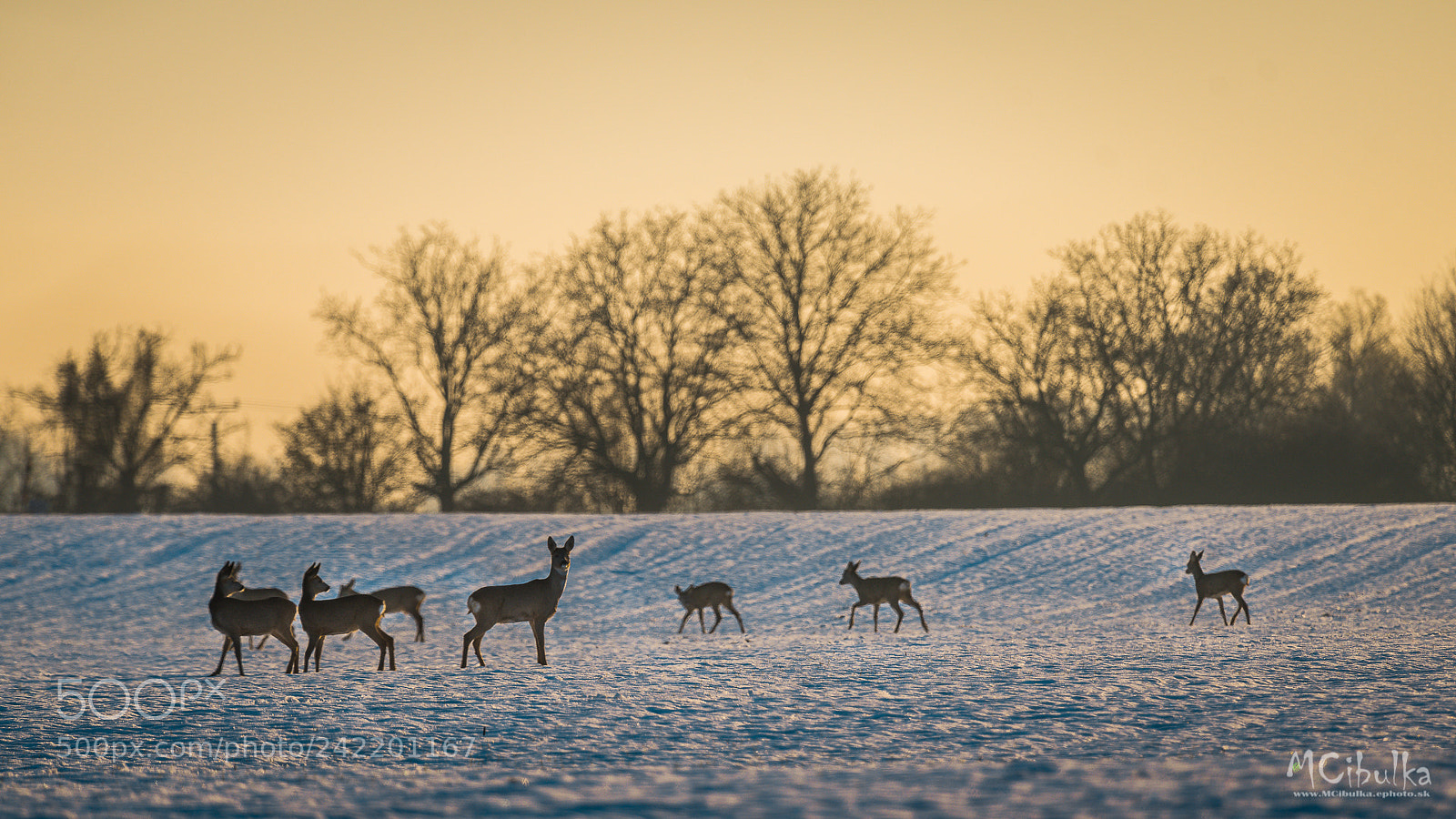 Sony a7R sample photo. Unexpexted meeting photography