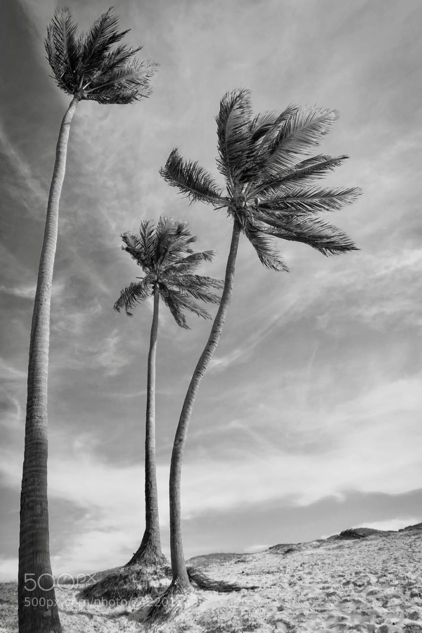 Canon PowerShot G7 X sample photo. Palms photography