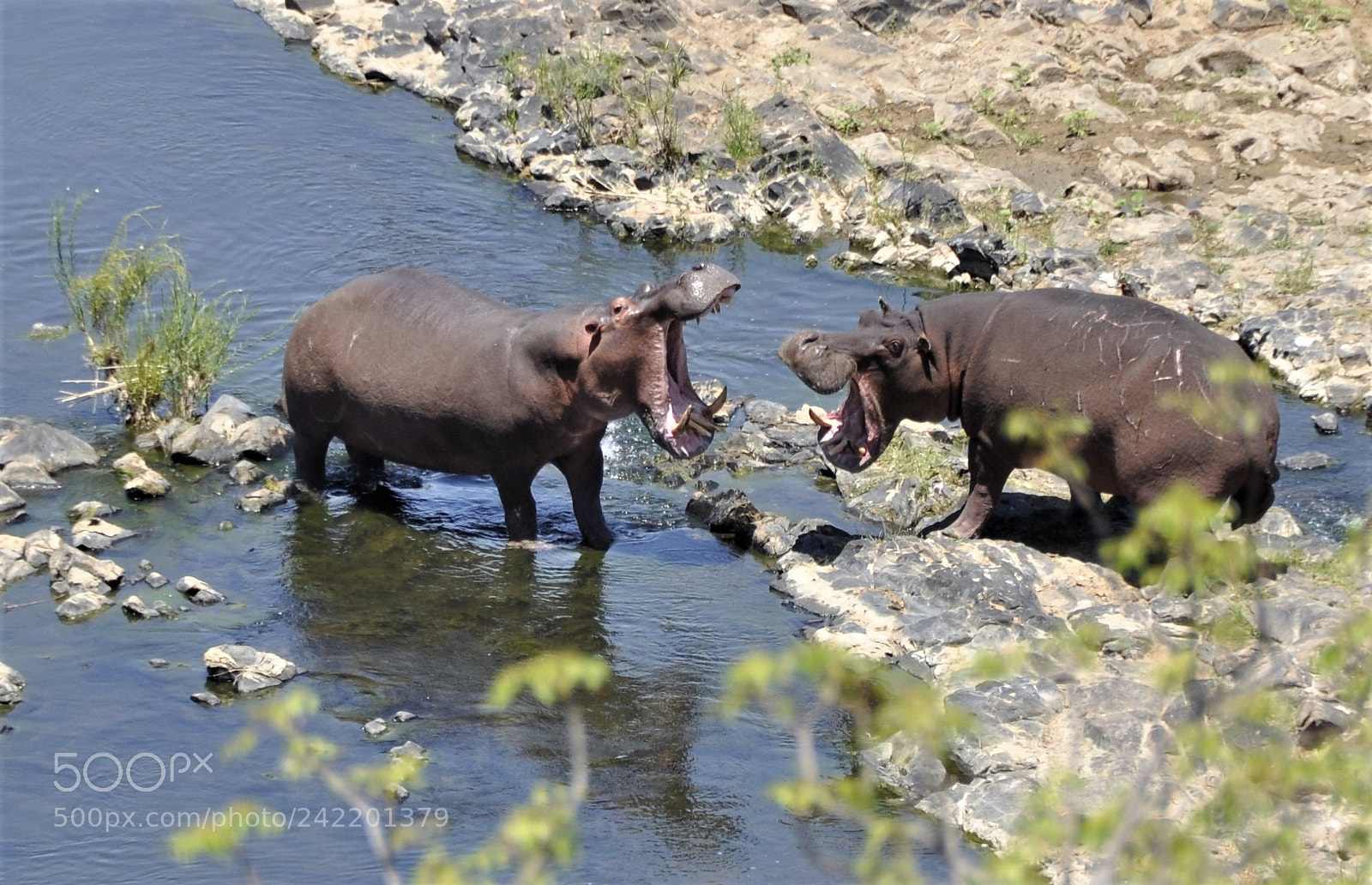 Nikon D90 sample photo. Hippos photography