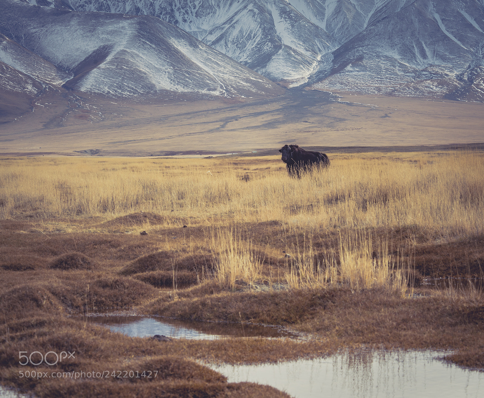 Nikon D800E sample photo. Mongolia photography
