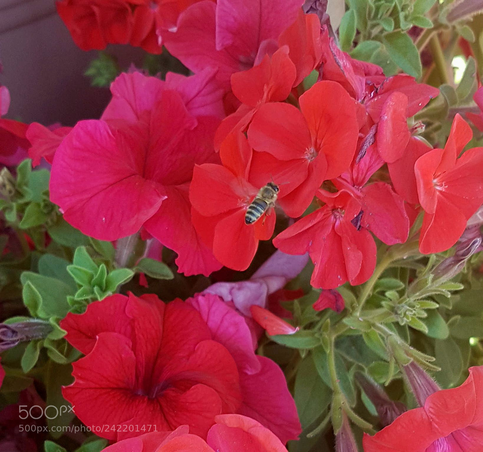 Samsung Galaxy S7 sample photo. Beautiful bee photography