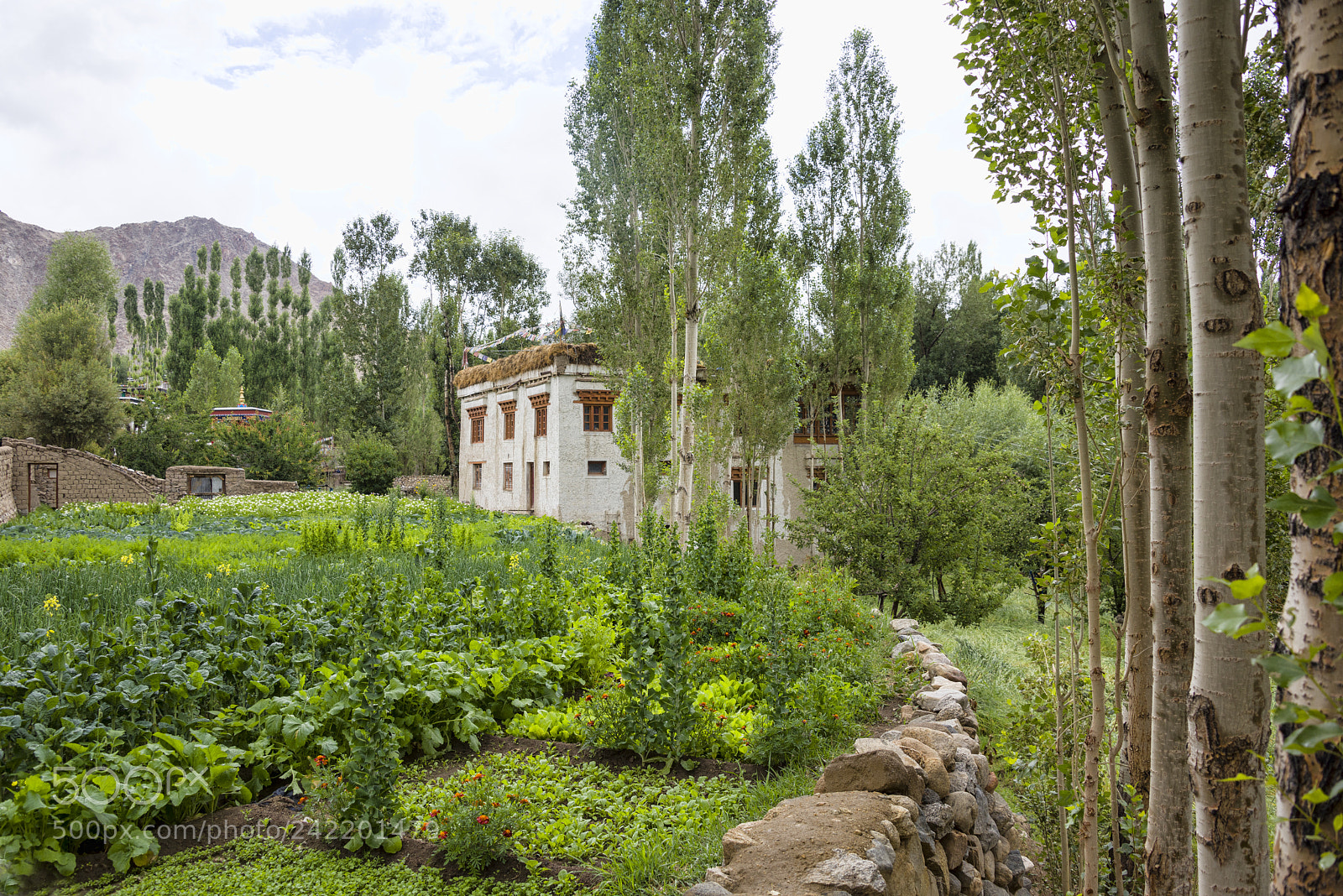 Nikon D810 sample photo. Typical house with a photography