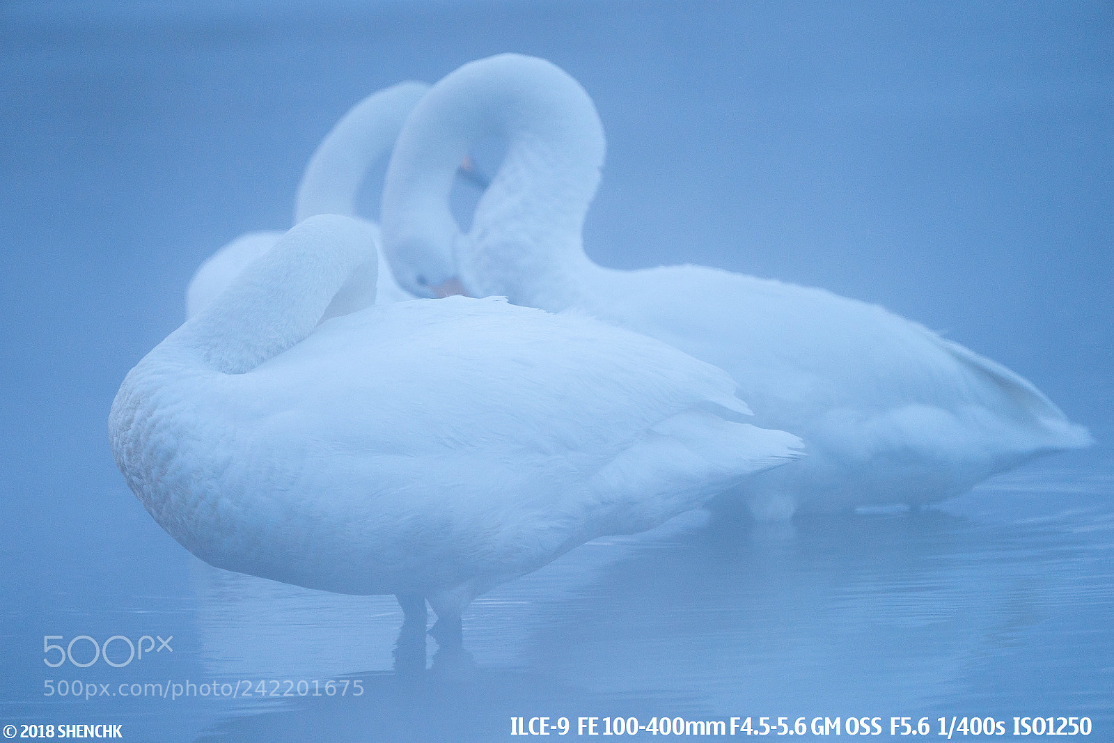 Sony a9 sample photo. Swans.. photography