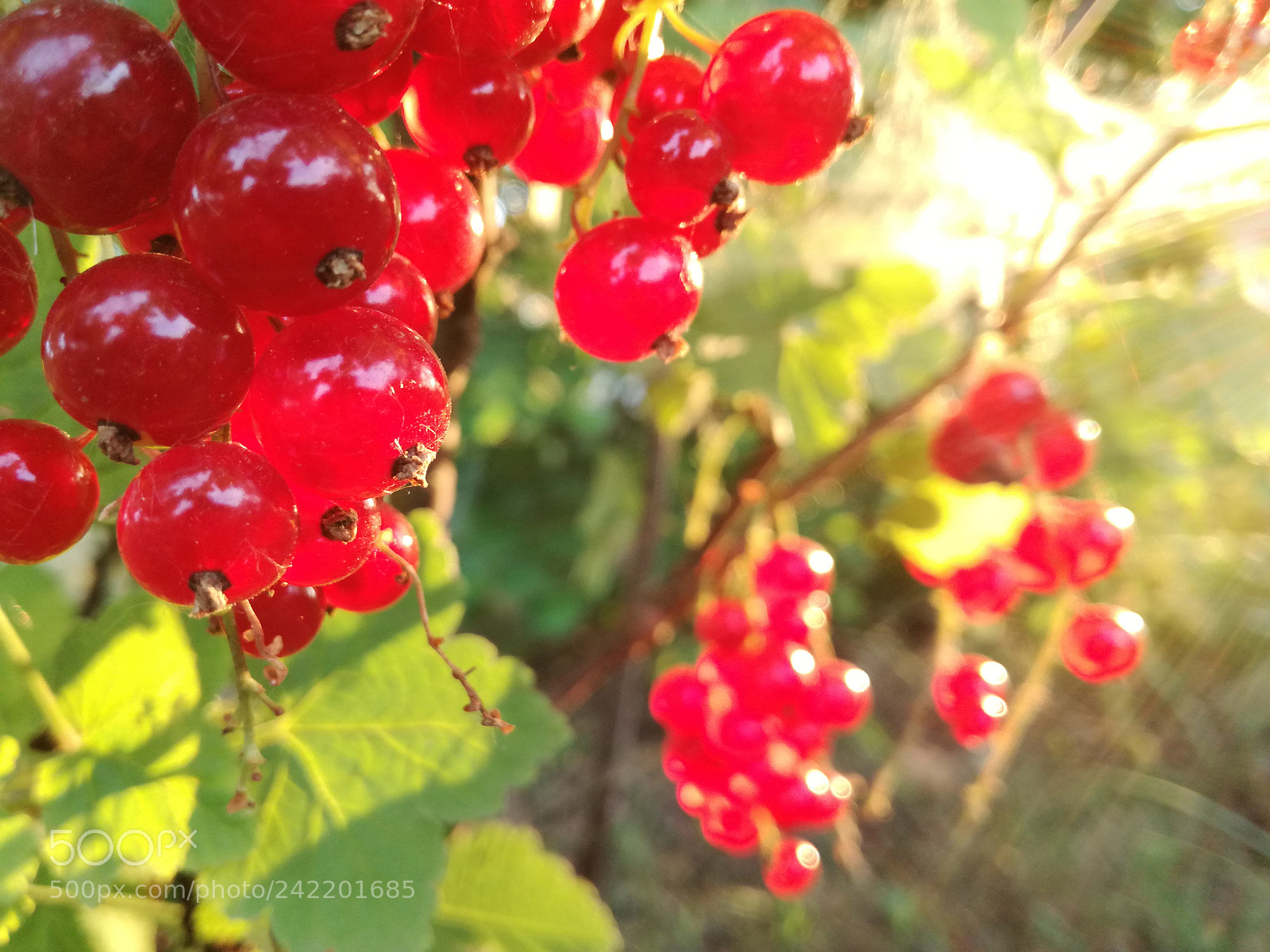 HUAWEI P9 LITE sample photo. Red ❤ photography