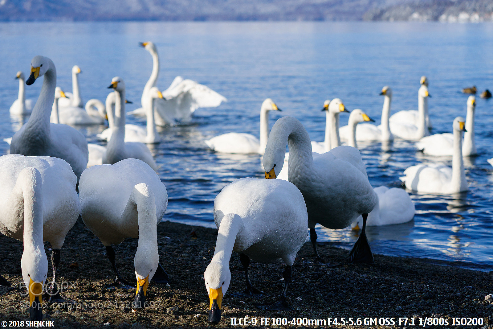 Sony a9 sample photo. Swans.. photography