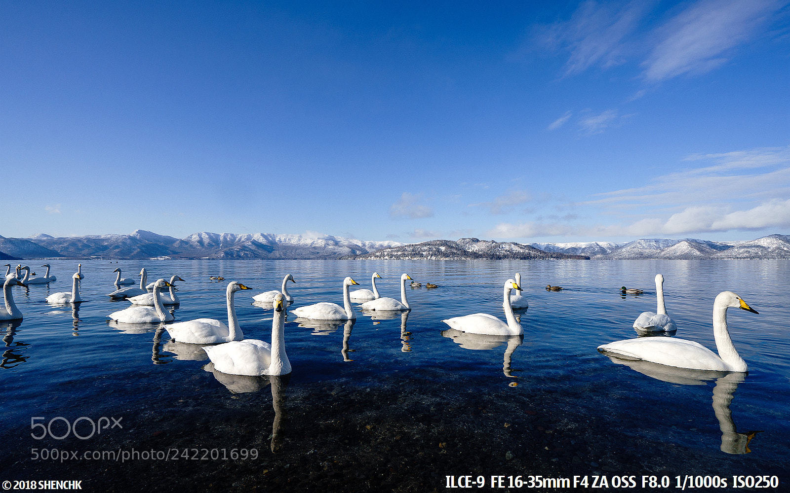 Sony a9 sample photo. Swans.. photography