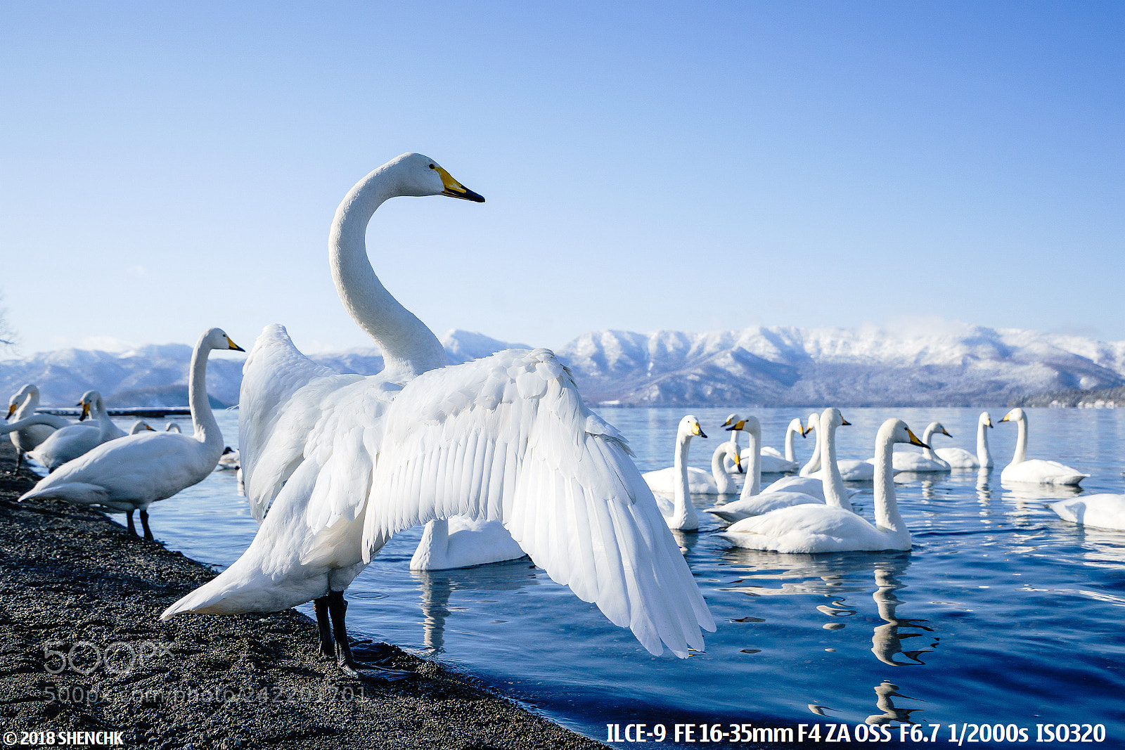 Sony a9 sample photo. Swans.. photography