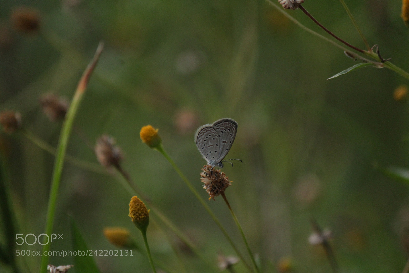 Canon EF-S 55-250mm F4-5.6 IS II sample photo. Life of nature photography