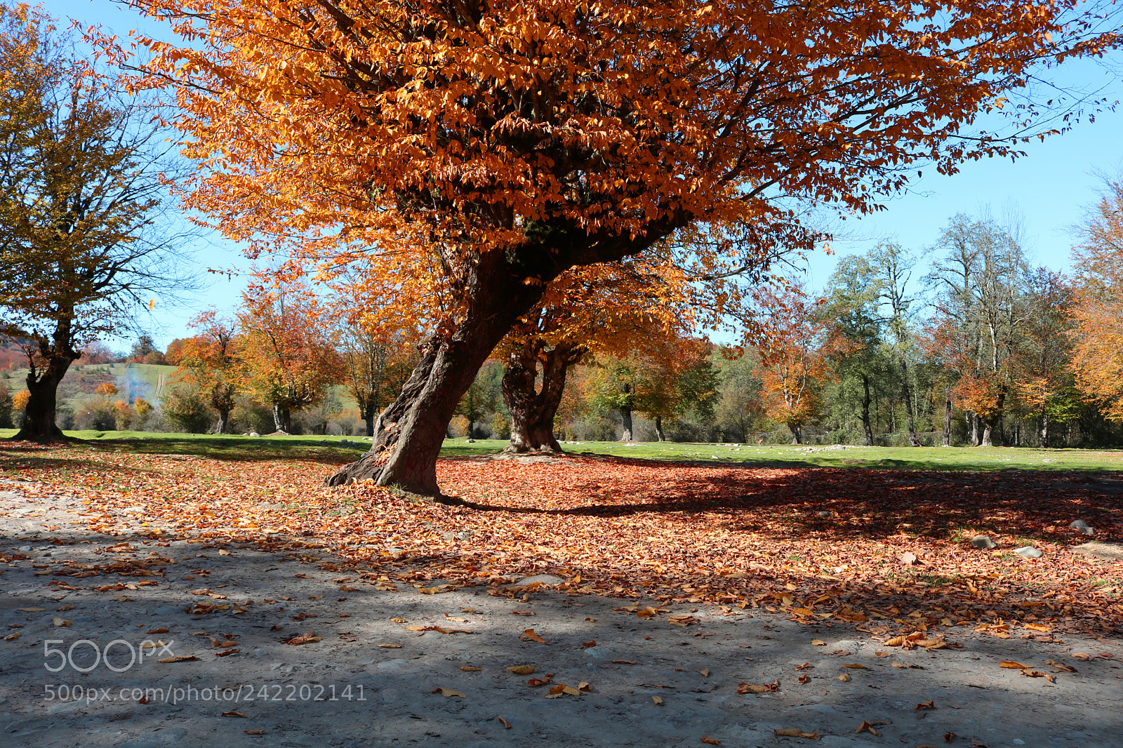 Canon EOS 760D (EOS Rebel T6s / EOS 8000D) sample photo. Untitled photography