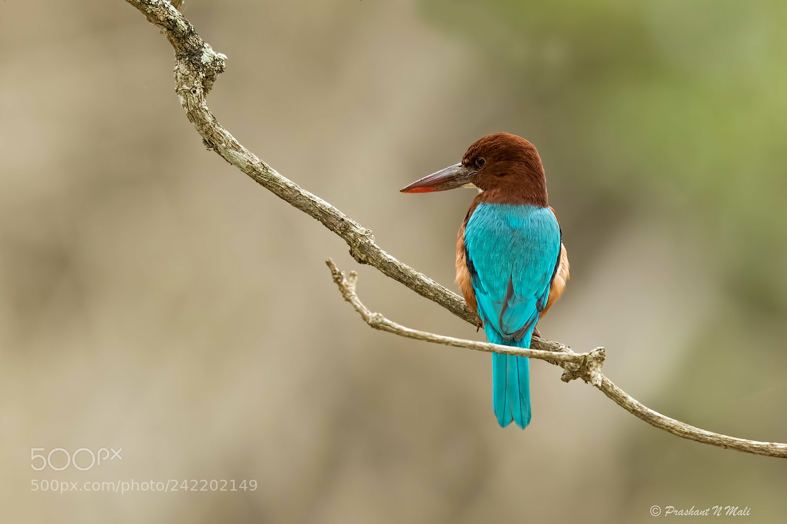 Canon EOS 7D Mark II sample photo. Kingfisher photography