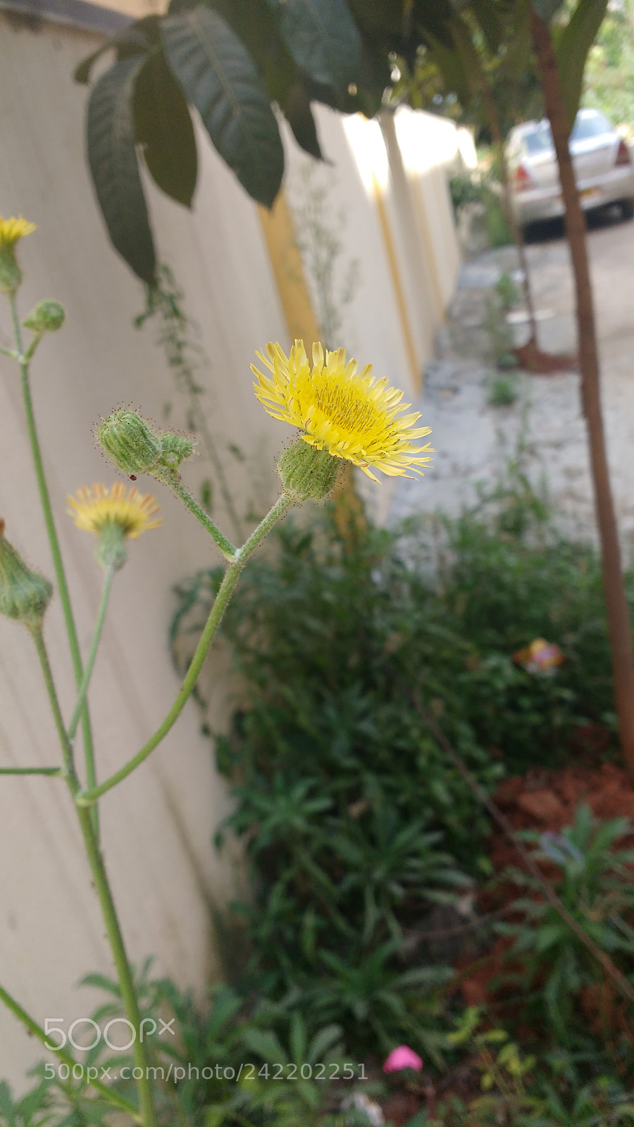 Motorola MotoG3 sample photo. Img_20171110_121149131.jpg photography